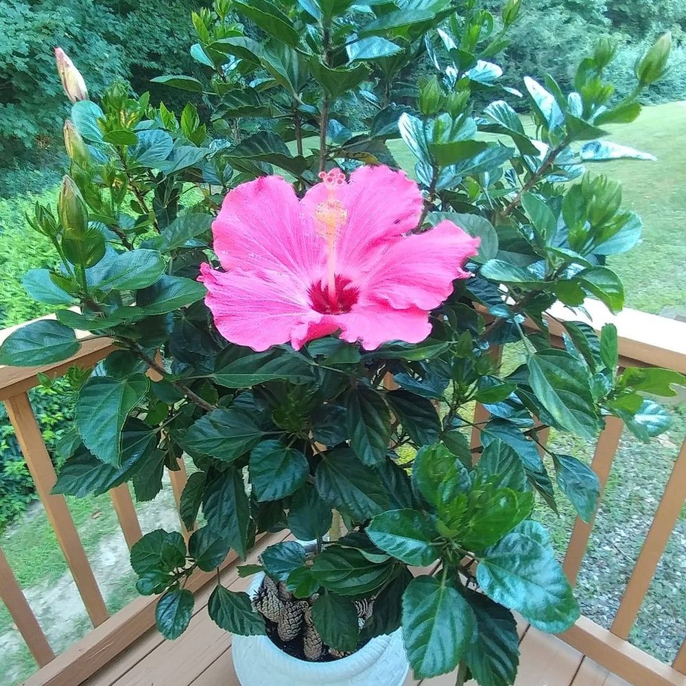 Meet your Posher, Nadine